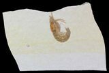 Juvenile Fossil Shrimp (Aeger tipularius) - Solnhofen #31707-1